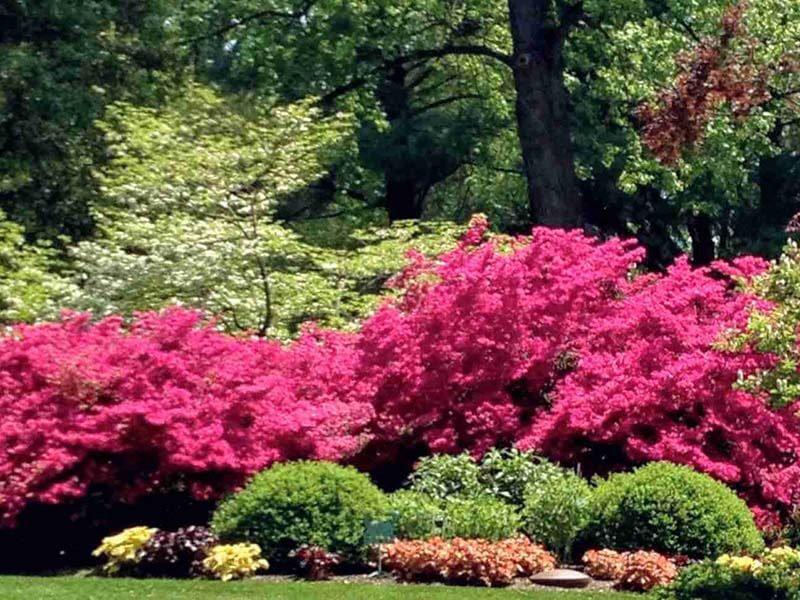 Chesapeake Landscapes